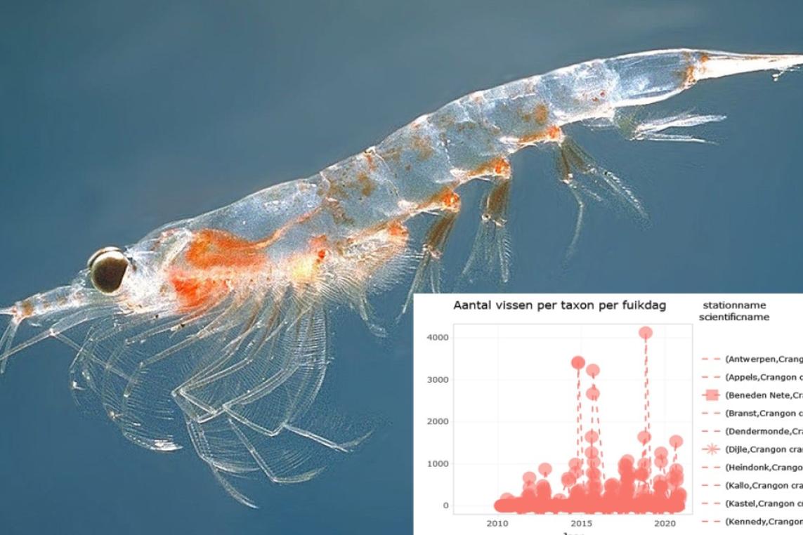 Species distribution in the Scheldt estuary